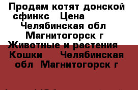 Продам котят донской сфинкс › Цена ­ 3 000 - Челябинская обл., Магнитогорск г. Животные и растения » Кошки   . Челябинская обл.,Магнитогорск г.